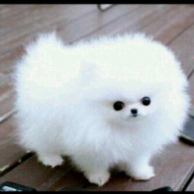 Profile Picture of Cindy Phan (@cindyphan1234) on Twitter