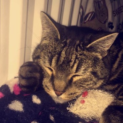 Profile Picture of Pamela Carroll (@pampams101) on Twitter