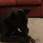 Profile Picture of 🐕‍🦺 Ben 🐾 (@ben_walpole_) on Instagram