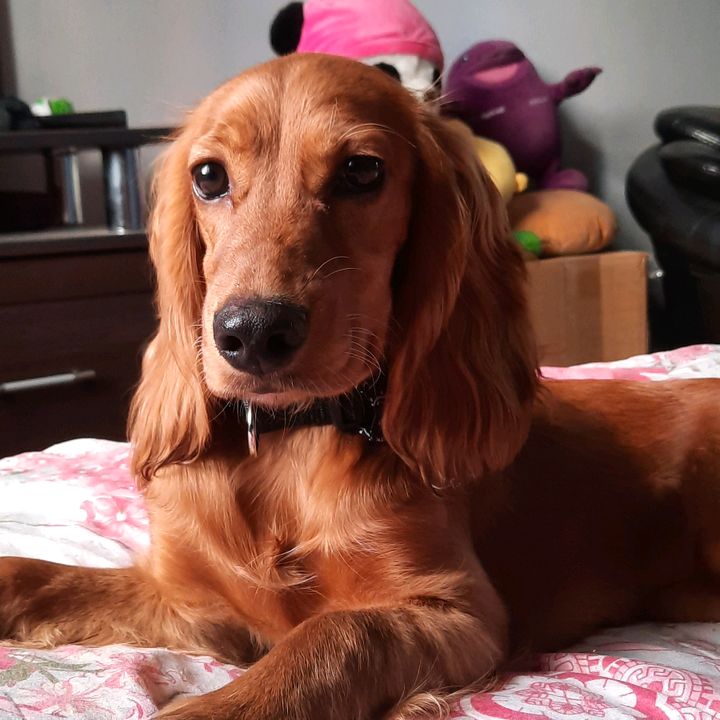 Profile Picture of Jessica The dog (@jessicathedog22) on Tiktok