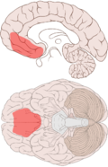 Profile Picture of Ventromedial prefrontal cortexon Wikipedia