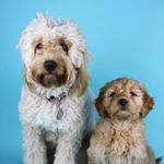 Profile Picture of Joe & Stella the Goldendoodles (@doodlesbythesea) on Instagram