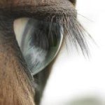 Profile Picture of tinkerbellmcarthur (@michaelaguy111) on Instagram