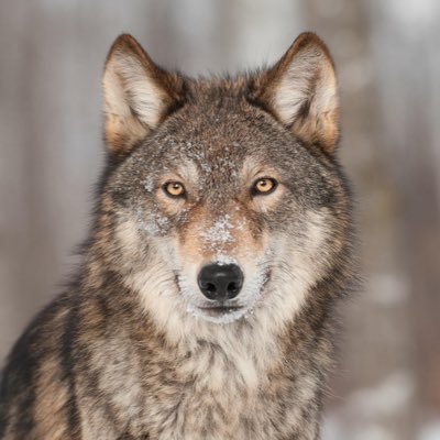 Profile Picture of Tim Wolfe (@Tim_Wolfe_) on Twitter