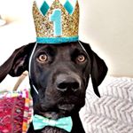 Profile Picture of Dodger Douglas (@dodgerthelabrapointer) on Instagram