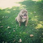 Profile Picture of Rudy and Tasha Diaz (@longbeachbluepits) on Instagram