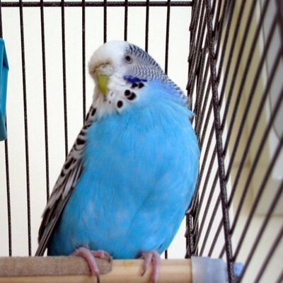 Profile Picture of Andy Hawkins (@ThePootle) on Twitter