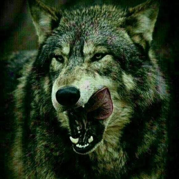 Profile Picture of Gulomjon Jurakulov (@gulomjonj) on Poshmark