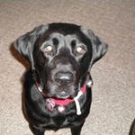 Profile Picture of Lori Abbott (@abbott_lori) on Instagram