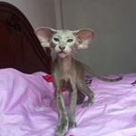 Profile Picture of Ivy Tsui (@cottonmao_cattery) on Instagram