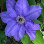 Profile Picture of Lisa Starnes McClellan (@lisastarnesmcclellan) on Instagram