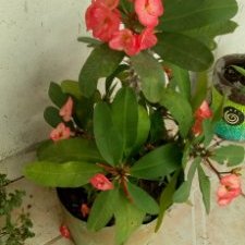 Profile Picture of Nayeli Granillo Thomas (@nayeli_thomas) on Twitter