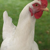 Chris Donoghue - Youtube Profile Picture of Chris Donoghue (@chrisdonoghue8276) on Youtube