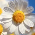 Profile Picture of Michele Jaquiss (@mjaquiss) on Instagram