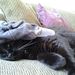 Profile Picture of Janet Vecchione (@janetvecchione) on Pinterest