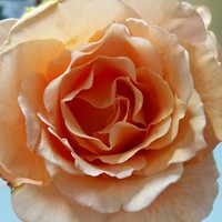 Profile Picture of Sandra Heath (@sandra-heath-5) on Quora