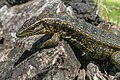 Profile Picture of Tupinambis - Wikipediaon Wikipedia
