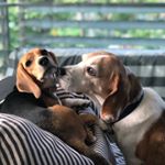 Profile Picture of Robin & Lou (@beaglebooboos) on Instagram