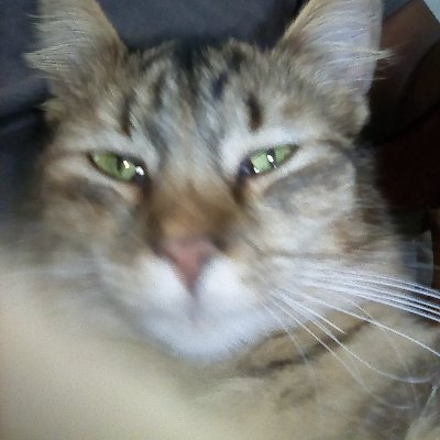 Profile Picture of Mauricio Cordoba (@Maurici76370360) on Twitter