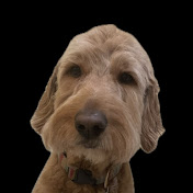 Profile Picture of Paul Berliner (@scglobalcap) on Youtube