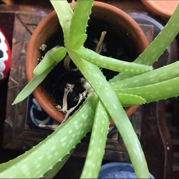 Profile Picture of Sarah Monarch (@royalpine) on Poshmark