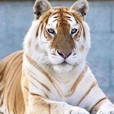 Profile Picture of Julio César Galindo Mascorro (@JulioCsarGalin8) on Twitter