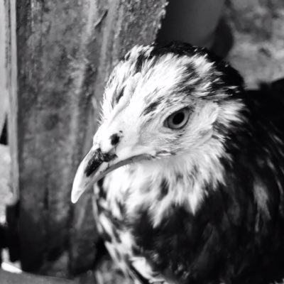 Rachel Streeter - Twitter Profile Picture of Rachel Streeter (@RachelStreeter) on Twitter