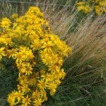 Profile Picture of 1 follower (@phedraalsopsd54) on Instagram