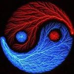 Profile Picture of Toby  Temple (@tobytemple) on Instagram