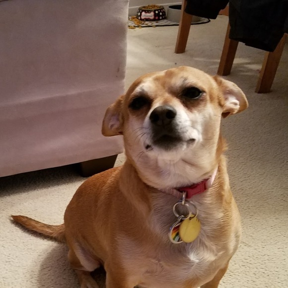 Profile Picture of Mrs. Degenhardt (@mrsdegenhardt) on Poshmark