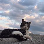 Profile Picture of Max🐱 (@max._.catt) on Instagram