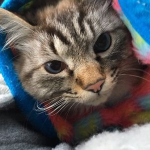 Profile Picture of つきだて (@tsukidate_t) on Twitter