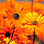 Profile Picture of Erin Quinn (@erinquinn07) on Flickr