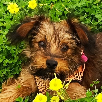 Profile Picture of Eloísa Leal Pinto (@Elosalealpinto1) on Twitter