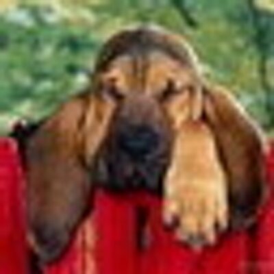 Profile Picture of Chandra Knight (@capriciousailme) on Twitter