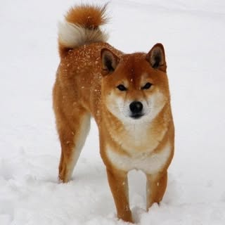 Profile Picture of Meow (@cinnamonhayes) on Instagram