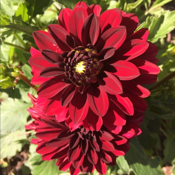 Profile Picture of Nikki Potts (@nikeri) on Poshmark