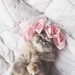 Profile Picture of Анастасия (@nancysnow21) on Instagram
