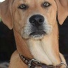 Profile Picture of Seshadri_Naidu (@jjimwesson) on Tiktok
