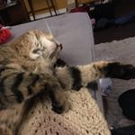 Profile Picture of Chelsey Sharp (@not_your_realmom) on Instagram
