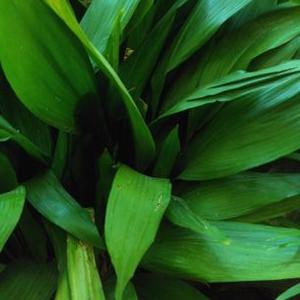 Profile Picture of Naomi Pat (@PatNaomi) on Twitter