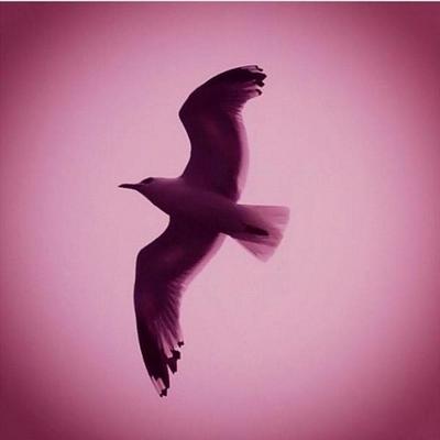 Silvia Bone - Twitter Profile Picture of Silvia Bone (@SilviaBone1) on Twitter