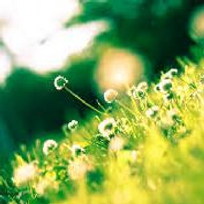 Profile Picture of Celest Lee (@celestlovesyou) on Twitter