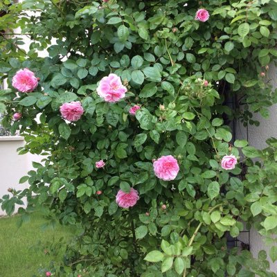 Profile Picture of Becquet Brigitte (@BecquetBrigitte) on Twitter