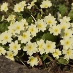 Profile Picture of Alice Wardman (@Alice-Wardman) on Facebook