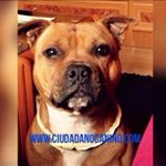 Profile Picture of David Cordoba (@ciudadanocanino_davidcordoba) on Instagram