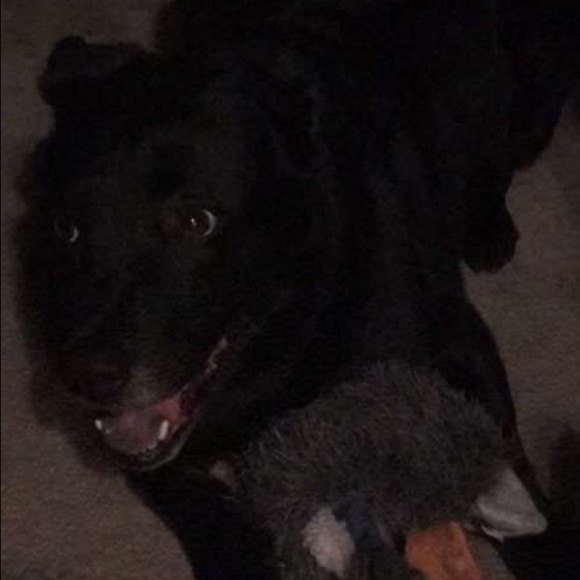 Profile Picture of Alecia Breitenbach (@aleciabach) on Poshmark