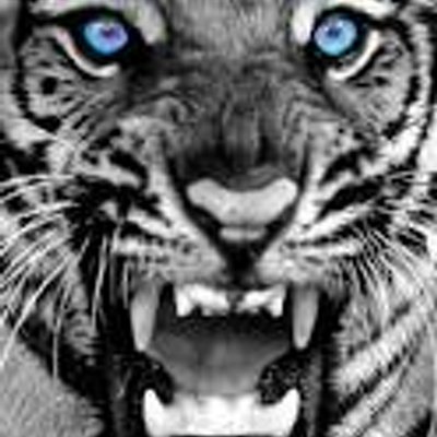 Profile Picture of David Kenneth Fowles (@DKFNUFC) on Twitter