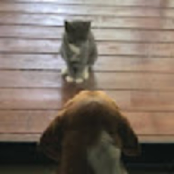 Profile Picture of Patricia Ballew (@pballew2012) on Poshmark