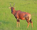 Profile Picture of Topi - Wikipediaon Wikipedia